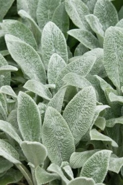 Silver Carpet Lambs Ears (Stachys) - 6 Pack Of Pint Pots -Wilson Bros Gardens Shop stachys byzantine silver carpet lambs ears 2