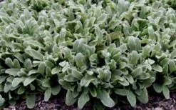Silky Fleece Dwarf Lambs Ear (Stachys Byzantina) - 5 Pack Of Quarts Pots -Wilson Bros Gardens Shop stachys silky fleece 2