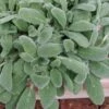 Silky Fleece Dwarf Lambs Ear (Stachys Byzantina) - 5 Pack Of Quarts Pots