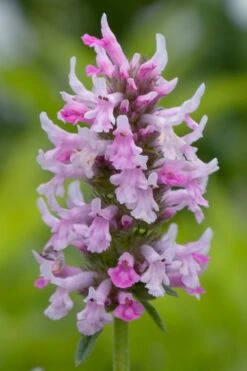 Summer Crush Betony (Stachys) - 1 Gallon Pot -Wilson Bros Gardens Shop stachys summer crush betony 3