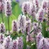 Summer Crush Betony (Stachys) - 1 Gallon Pot