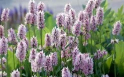 Summer Crush Betony (Stachys) - 1 Gallon Pot -Wilson Bros Gardens Shop stachys summer crush betony 5