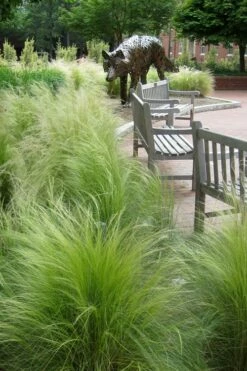 Pony Tails Mexican Feather Grass (Stipa Tennuissima) - 5 Pack Of Quart Pots