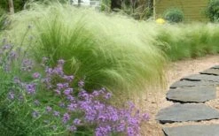 Pony Tails Mexican Feather Grass - Stipa Tennuissima - 1 Gallon Pot -Wilson Bros Gardens Shop stipa tenuissima ponytails mexican feather grass 105 2