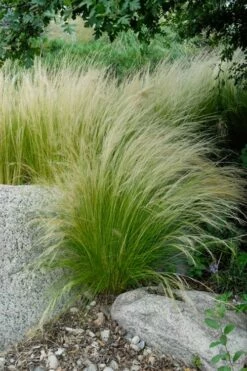 Pony Tails Mexican Feather Grass (Stipa Tennuissima) - 3 Pack Of Quart Pots -Wilson Bros Gardens Shop stipa tenuissima ponytails mexican feather grass 107 4