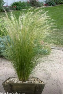 Pony Tails Mexican Feather Grass (Stipa Tennuissima) - 3 Pack Of Quart Pots -Wilson Bros Gardens Shop stipa tenuissima ponytails mexican feather grass 111 4