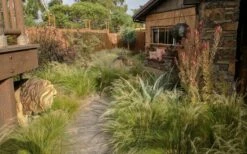 Pony Tails Mexican Feather Grass (Stipa Tennuissima) - 6 Pack Of Quart Pots -Wilson Bros Gardens Shop stipa tenuissima ponytails mexican feather grass 115