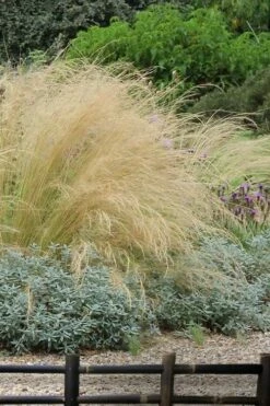 Pony Tails Mexican Feather Grass (Stipa Tennuissima) - 3 Pack Of Quart Pots -Wilson Bros Gardens Shop stipa tenuissima ponytails mexican feather grass 117 4