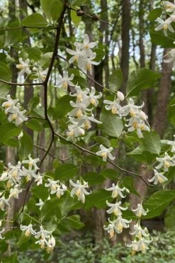 American Snowbell Tree (Styrax Americanus) - 3 Gallon Pot 17 American Snowbell Tree (Styrax Americanus) - 3 Gallon Pot -Wilson Bros Gardens Shop styrax americanus american snowbell 12 1