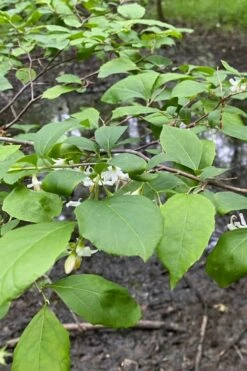 American Snowbell Tree (Styrax Americanus) - 3 Gallon Pot 24 American Snowbell Tree (Styrax Americanus) - 3 Gallon Pot -Wilson Bros Gardens Shop styrax americanus american snowbell 13 1
