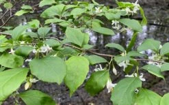American Snowbell Tree (Styrax Americanus) - 3 Gallon Pot 23 American Snowbell Tree (Styrax Americanus) - 3 Gallon Pot -Wilson Bros Gardens Shop styrax americanus american snowbell 14 1
