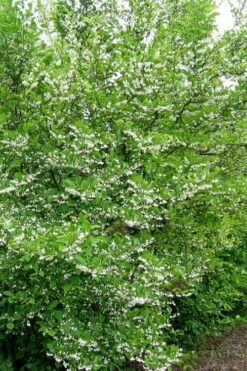 American Snowbell Tree (Styrax Americanus) - 1 Gallon Pot 18 American Snowbell Tree (Styrax Americanus) - 1 Gallon Pot -Wilson Bros Gardens Shop styrax americanus american snowbell 16