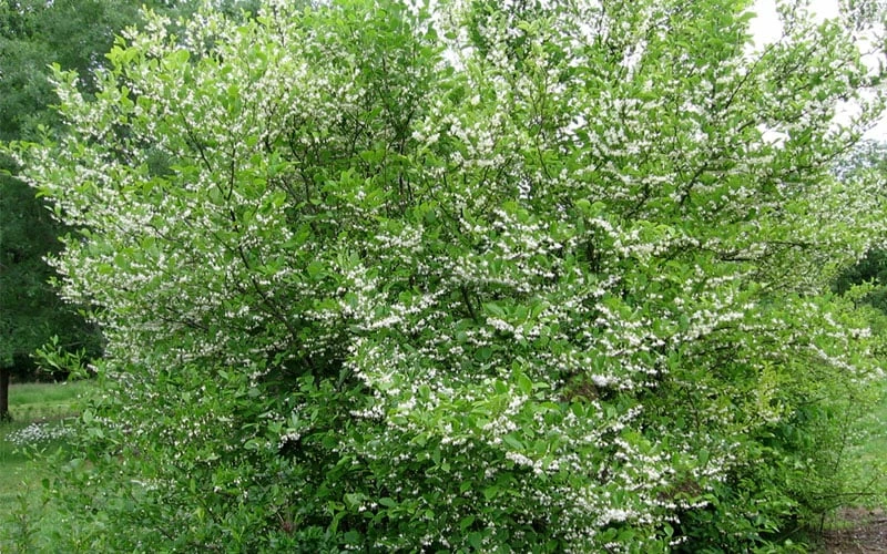 American Snowbell Tree (Styrax Americanus) - 3 Gallon Pot 6 American Snowbell Tree (Styrax Americanus) - 3 Gallon Pot - Image 6