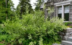 American Snowbell Tree (Styrax Americanus) - 1 Gallon Pot 21 American Snowbell Tree (Styrax Americanus) - 1 Gallon Pot -Wilson Bros Gardens Shop styrax americanus american snowbell 18