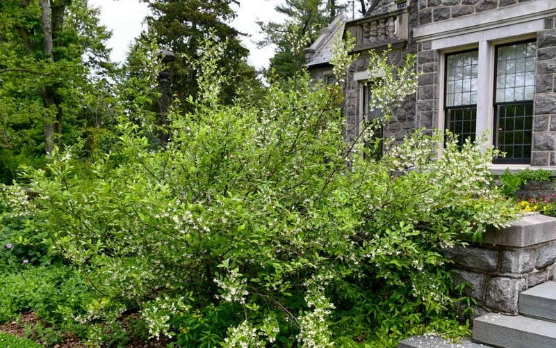 American Snowbell Tree (Styrax Americanus) - 1 Gallon Pot 8 American Snowbell Tree (Styrax Americanus) - 1 Gallon Pot - Image 8