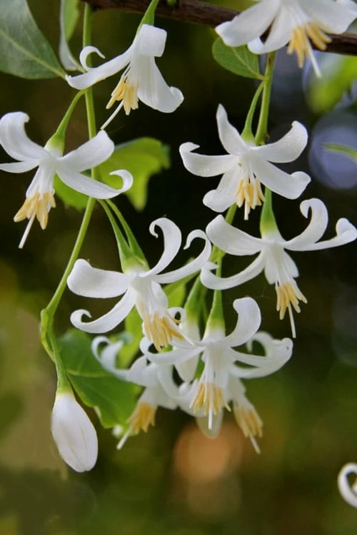 American Snowbell Tree (Styrax Americanus) - 3 Gallon Pot 1 American Snowbell Tree (Styrax Americanus) - 3 Gallon Pot