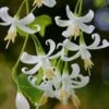 American Snowbell Tree (Styrax Americanus) - 1 Gallon Pot
