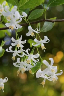 American Snowbell Tree (Styrax Americanus) - 3 Gallon Pot 22 American Snowbell Tree (Styrax Americanus) - 3 Gallon Pot -Wilson Bros Gardens Shop styrax americanus american snowbell 4 1