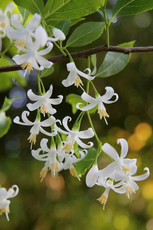 American Snowbell Tree (Styrax Americanus) - 1 Gallon Pot 9 American Snowbell Tree (Styrax Americanus) - 1 Gallon Pot - Image 9