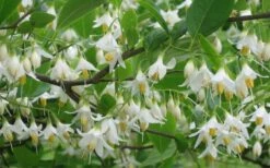 American Snowbell Tree (Styrax Americanus) - 3 Gallon Pot 26 American Snowbell Tree (Styrax Americanus) - 3 Gallon Pot -Wilson Bros Gardens Shop styrax americanus american snowbell 6 1