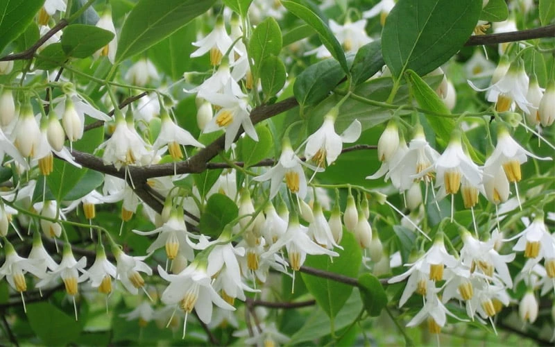 American Snowbell Tree (Styrax Americanus) - 1 Gallon Pot 13 American Snowbell Tree (Styrax Americanus) - 1 Gallon Pot - Image 13