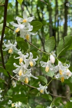 American Snowbell Tree (Styrax Americanus) - 3 Gallon Pot 20 American Snowbell Tree (Styrax Americanus) - 3 Gallon Pot -Wilson Bros Gardens Shop styrax americanus american snowbell 8 1