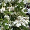 Fragrant Fountain Weeping Japanese Snowbell Tree - 7 Gallon Pot