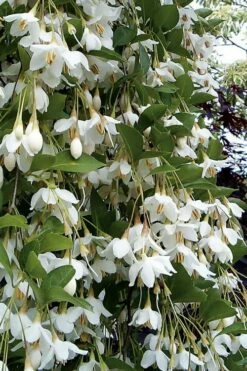Fragrant Fountain Weeping Japanese Snowbell Tree - 1 Gallon Pot
