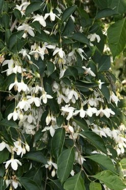 Fragrant Fountain Weeping Japanese Snowbell Tree - 7 Gallon Pot -Wilson Bros Gardens Shop styrax japonica fragrant fountain weeping japanese snowbell tree 4 2