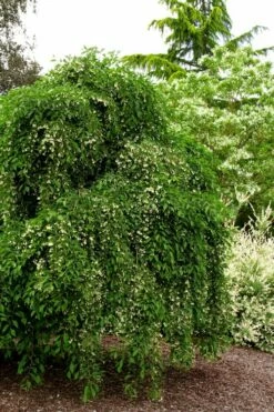 Fragrant Fountain Weeping Japanese Snowbell Tree - 1 Gallon Pot -Wilson Bros Gardens Shop styrax japonica fragrant fountain weeping japanese snowbell tree 5