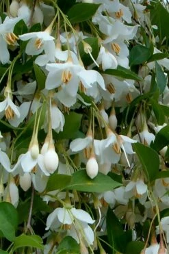 Fragrant Fountain Weeping Japanese Snowbell Tree - 5 Gallon Pot -Wilson Bros Gardens Shop styrax japonica fragrant fountain weeping japanese snowbell tree 6 1