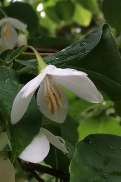 Fragrant Fountain Weeping Japanese Snowbell Tree - 1 Gallon Pot -Wilson Bros Gardens Shop styrax japonica fragrant fountain weeping japanese snowbell tree 7