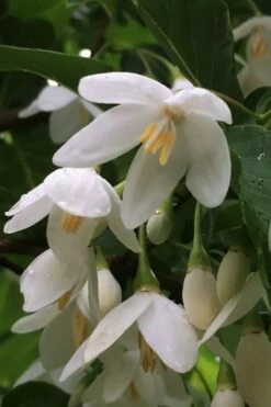 Fragrant Fountain Weeping Japanese Snowbell Tree - 1 Gallon Pot -Wilson Bros Gardens Shop styrax japonica fragrant fountain weeping japanese snowbell tree 8