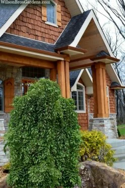 Fragrant Fountain Weeping Japanese Snowbell Tree - 7 Gallon Pot -Wilson Bros Gardens Shop styrax japonica fragrant fountain weeping japanese snowbell tree 9 2