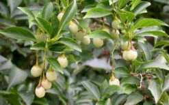 Pink Chimes Japanese Snowbell - 1 Gallon Pot -Wilson Bros Gardens Shop styrax japonica pink chimes japanese snowbell tree 11