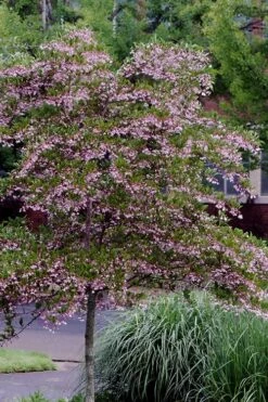 Pink Chimes Japanese Snowbell - 1 Gallon Pot -Wilson Bros Gardens Shop styrax japonica pink chimes japanese snowbell tree 2