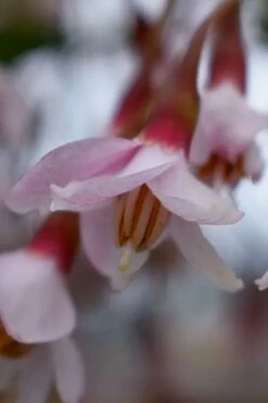 Pink Chimes Japanese Snowbell - 1 Gallon Pot -Wilson Bros Gardens Shop styrax japonica pink chimes japanese snowbell tree 3
