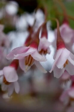 Pink Chimes Japanese Snowbell - 1 Gallon Pot -Wilson Bros Gardens Shop styrax japonica pink chimes japanese snowbell tree 4