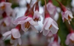 Pink Chimes Japanese Snowbell - 1 Gallon Pot -Wilson Bros Gardens Shop styrax japonica pink chimes japanese snowbell tree 5