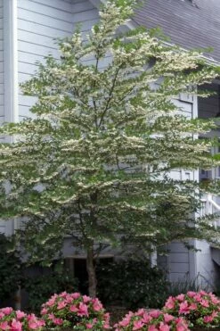Japanese Snowbell Tree (Styrax) - 5 Gallon Pot -Wilson Bros Gardens Shop styrax japonicus japanese snowbell tree 11