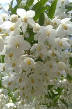 Japanese Snowbell Tree (Styrax) - 5 Gallon Pot -Wilson Bros Gardens Shop styrax japonicus japanese snowbell tree 2