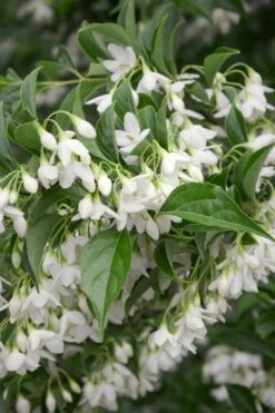 Japanese Snowbell Tree (Styrax) - 5 Gallon Pot -Wilson Bros Gardens Shop styrax japonicus japanese snowbell tree 4