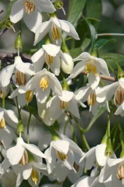 Japanese Snowbell Tree (Styrax) - 5 Gallon Pot -Wilson Bros Gardens Shop styrax japonicus japanese snowbell tree 7