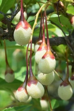 Japanese Snowbell Tree (Styrax) - 5 Gallon Pot -Wilson Bros Gardens Shop styrax japonicus japanese snowbell tree 8