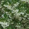 Japanese Snowbell Tree (Styrax) - 5 Gallon Pot