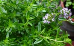 Summer Savory Plant - 6 Pack Of Pint Pots -Wilson Bros Gardens Shop summer savory herb plant 4