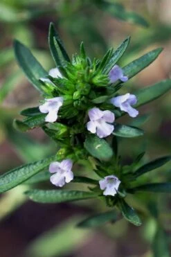 Summer Savory Plant - 6 Pack Of Pint Pots