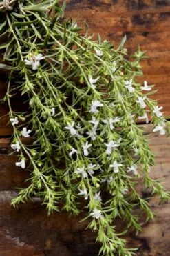 Summer Savory Plant - 6 Pack Of Pint Pots -Wilson Bros Gardens Shop summer savory herb plant 7