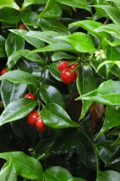 Fragrant Sweet Box (Sarcococca Ruscifolia) - 3 Gallon Pot -Wilson Bros Gardens Shop sweet box fragrant 4 500x750 1