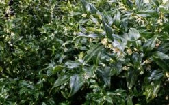 Fragrant Sweet Box (Sarcococca Ruscifolia) - 3 Gallon Pot -Wilson Bros Gardens Shop sweet box fragrant 6 800x500 1